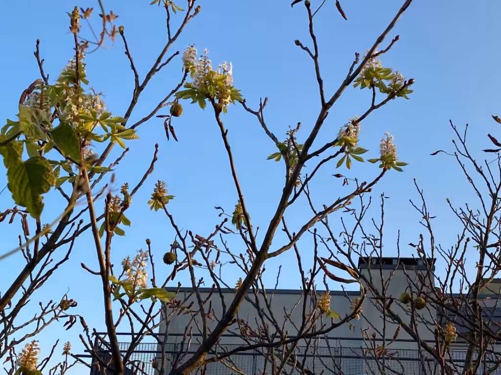 Nicht nur die Äpfel blühen. Auch die Rosskastanie blüht. Sie hat Kastanienfrüchte dran und auch im September Blüten. Spielt die Natur verrückt?
