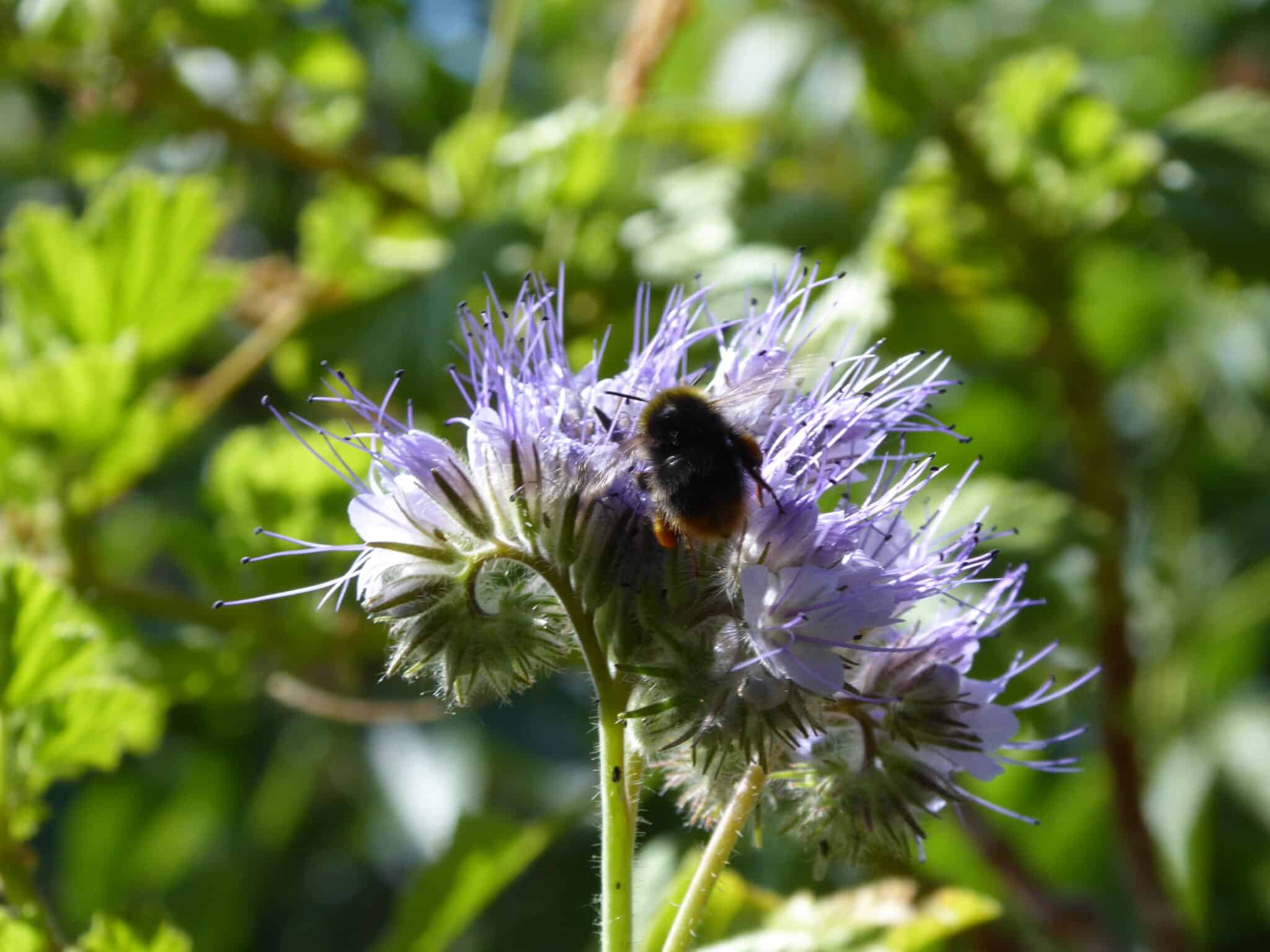 Balkon im Oktober - es kann Anfang Oktober noch Phacelia (Bienenweide) ausgesät werden. Sie blüht schnell und könnte den Bienen noch als letzte Nahrung dienen.