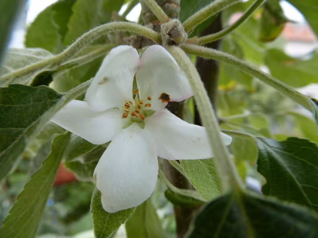 Hier blüht dieser Säulenapfel im August.
