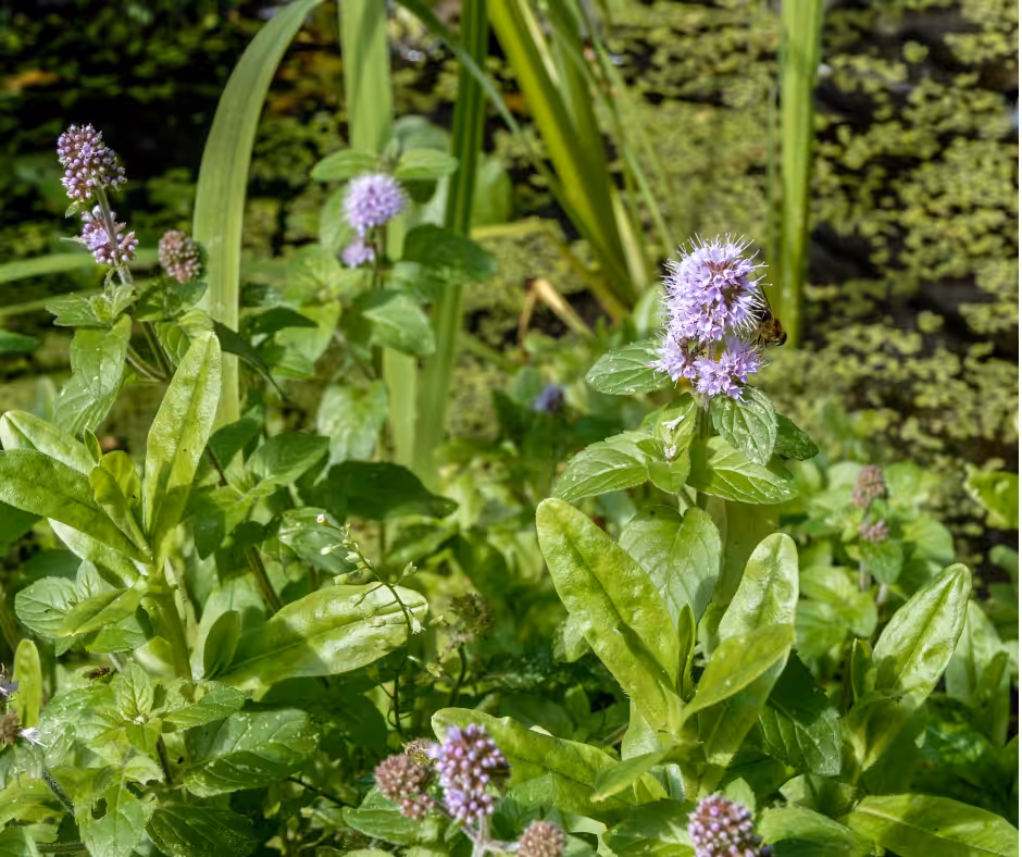 Wasserminze ist sehr geeignet für den Teich auf dem Balkon
