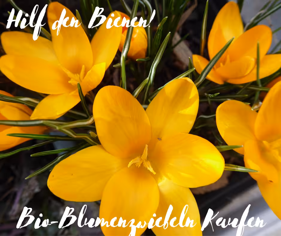 Pflanzzeit für Zwiebelblumen. Hilf den Bienen: Bio-Blumenzwiebeln kaufen.