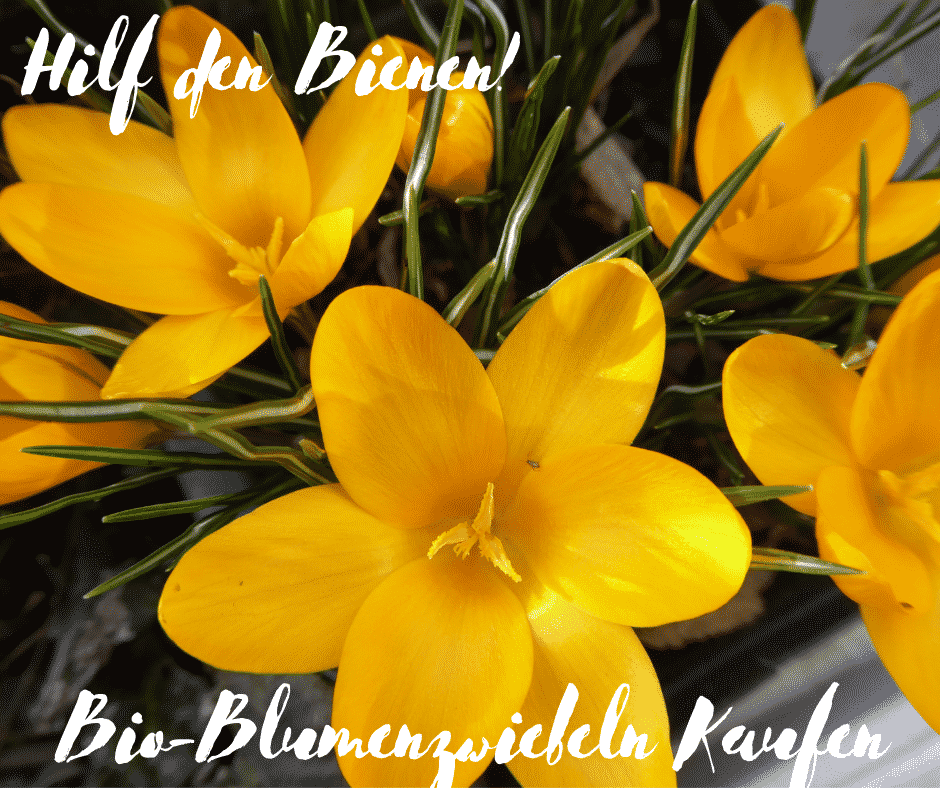 Pflanzzeit für Zwiebelblumen. Hilf den Bienen: Bio-Blumenzwiebeln kaufen.