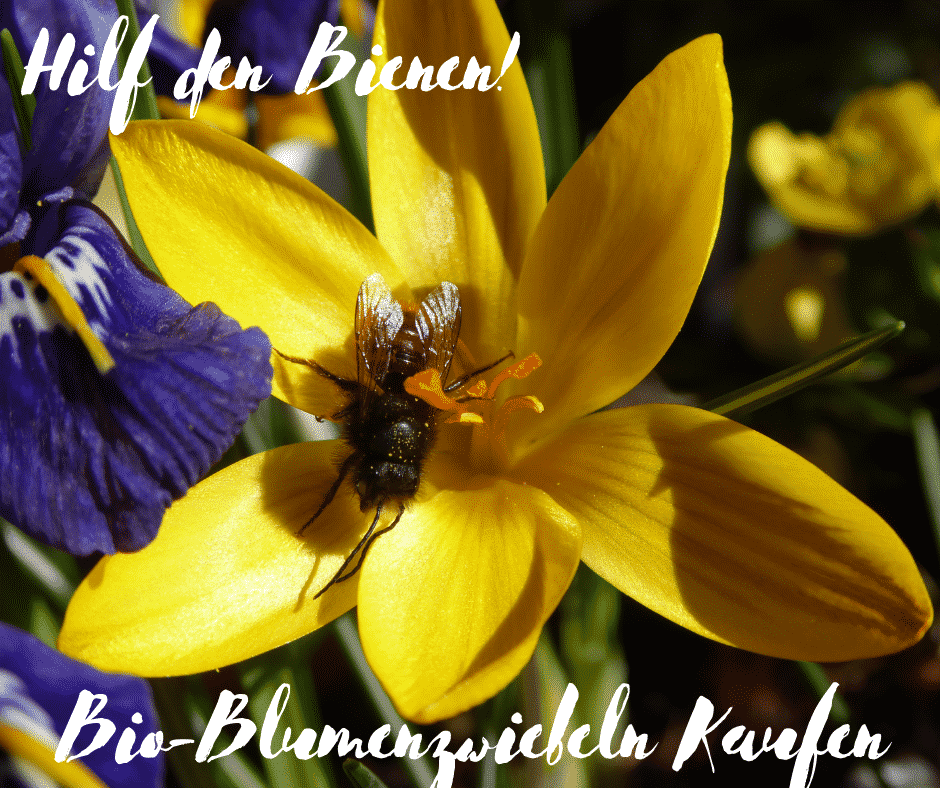 Pflanzzeit für Zwiebelblumen. Hilf den Bienen: Bio-Blumenzwiebeln kaufen.