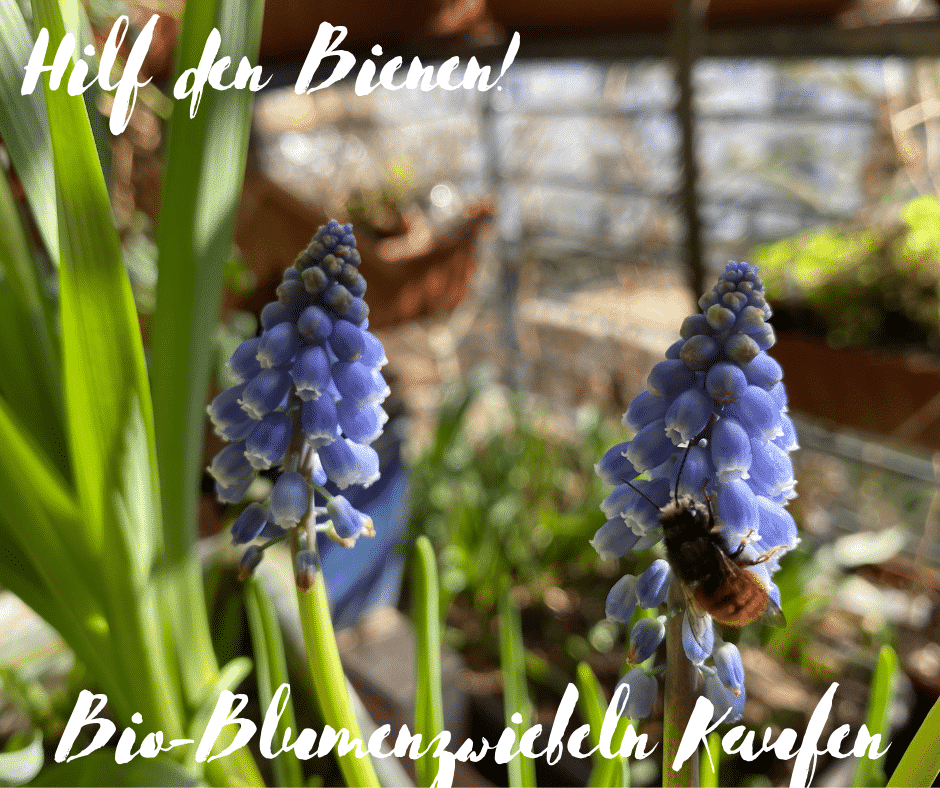 Hilf den Bienen Bio Blumenzwiebeln kaufen fruehblueher traubenhyazinthe biene