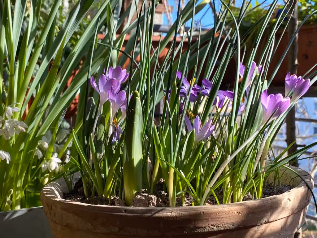 Auch die Krokusse sind beliebt bei Insekten als zeitige Nahrung im Frühjahr. Hier gibt es Bio-Blumenzwiebeln mit Rabatt über Gutschein.