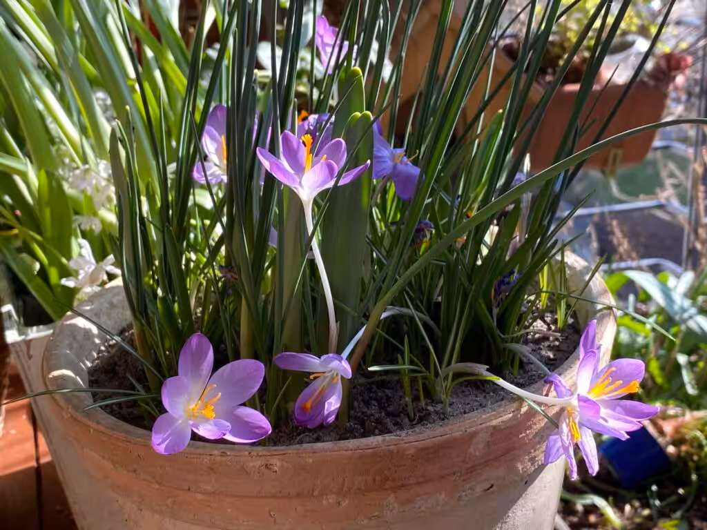 Krokusse erfreuen im Frühling unser Herz. Hast Du schon Frühblüher gesteckt? Hier Öko-Zwiebeln mit Rabatt