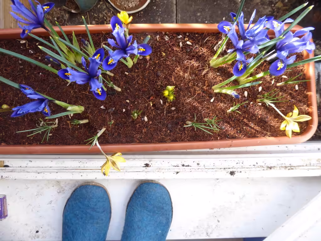 Diese entzückenden Zwerg-Iris duften sogar ganz fein.