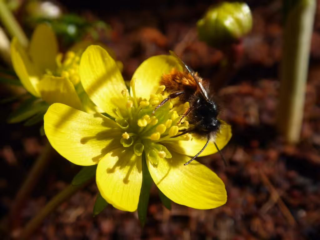 Sehr beliebt bei Mauerbienen ist der Gelbe Winterlinge. Hier gibt es Bio-Blumenzwiebeln mit Rabatt.