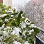 Year-round self-sufficiency with vertical beds: chard, rocket, kale, edible wild plants such as dandelion, chickweed and mugwort.