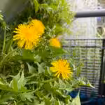self-sufficiency edible wild plants balcony cultivation growing dandelions yourself balcony design balcony plants organic gardening urbangardening