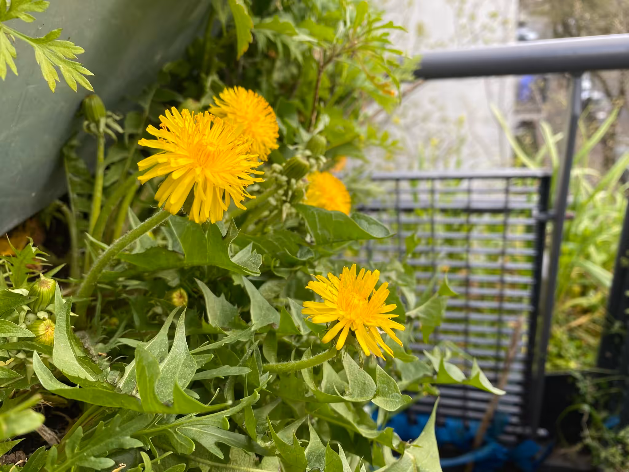 self-sufficiency edible wild plants balcony cultivation growing dandelions yourself balcony design balcony plants organic gardening urbangardening