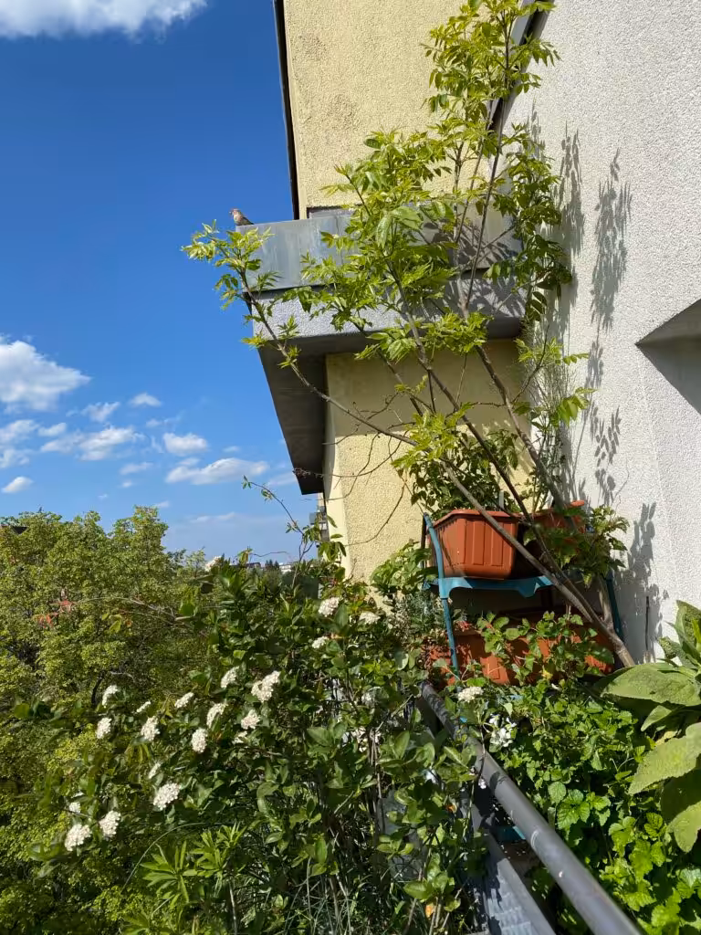 Ein naturnah gestalteter Balkon wird immer Vögel anziehen. Bäume, Sträucher, Beerenobst, Stauden sind mehrjährig und pflegeleicht.