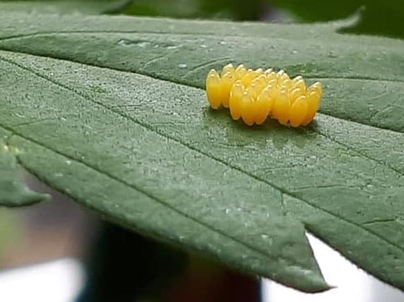 So sehen die Eier der Marienkäfer aus. Daraus entwickeln sich Larven, daraus die Puppen und daraus dann die "fertigen" Marienkäfer.