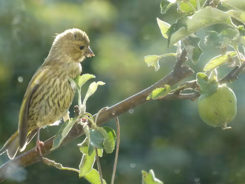 Grünfink auf dem Naturbalkon, der auch viele Nutzpflanzen enthält. Hier ein Säulenapfelbaum.