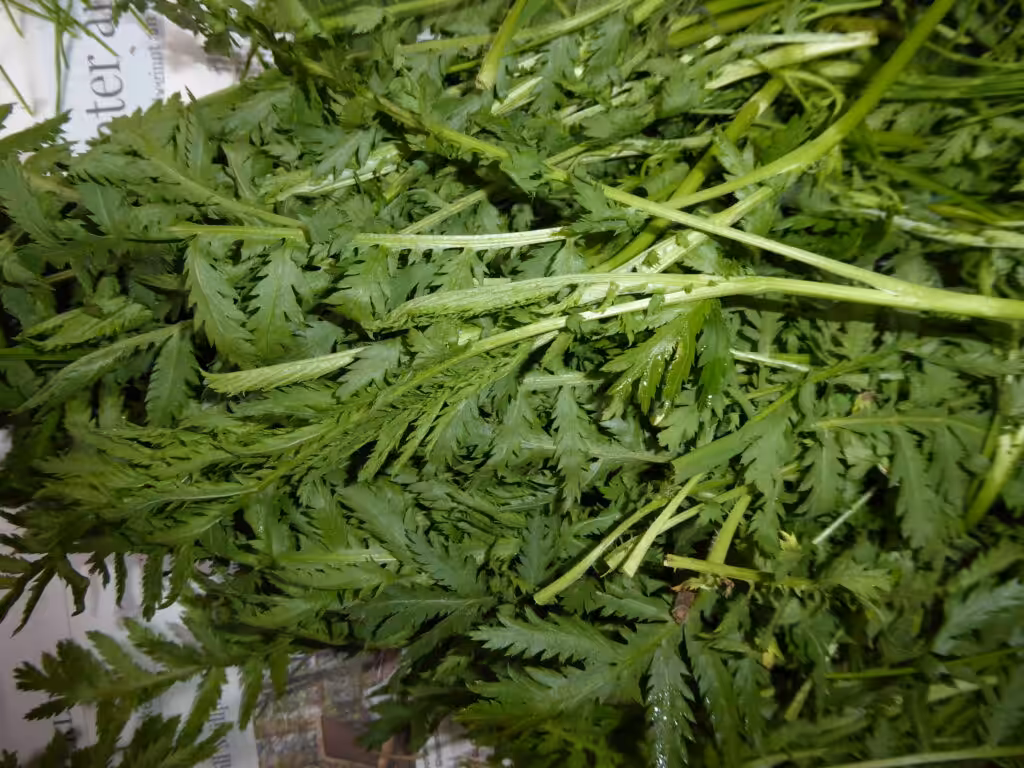 Die Wirkstoffe vom Rainfarn vertreiben Schädlinge an Pflanzen. Jauchen daraus werden beim Gärtnern mit der Natur eingesetzt.