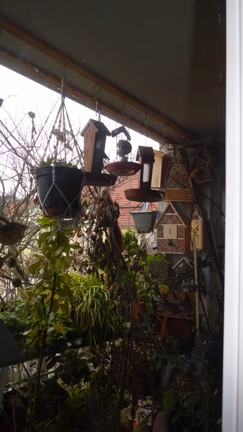 So fing der Bau des Kobels, der Schlafstelle an. Ich stand hinter der Scheibe der Balkontür und schaute hinaus auf den Balkon. Ein Eichhörnchen zerrte an der Schnur herum, an der die biologischen Tomaten wuchsen.