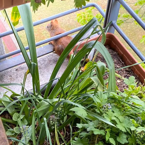 Das junge Eichhörnchen schaut vom Balkon herunter. Es hatte es geschafft, den großen Abstand von der vorm Balkon stehenden Kastanie zum Balkon zu überbrücken.