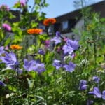 Förderung der Artenvielfalt in der Stadt insektenfreundlich gärtnern bienenfreundlich gärtnern biogarten balkon balkongärtnern balkonbepflanzung balkonpflanzen balkongestaltung balkon gestalten urbangardening essbare blüten essbare wildpflanzen