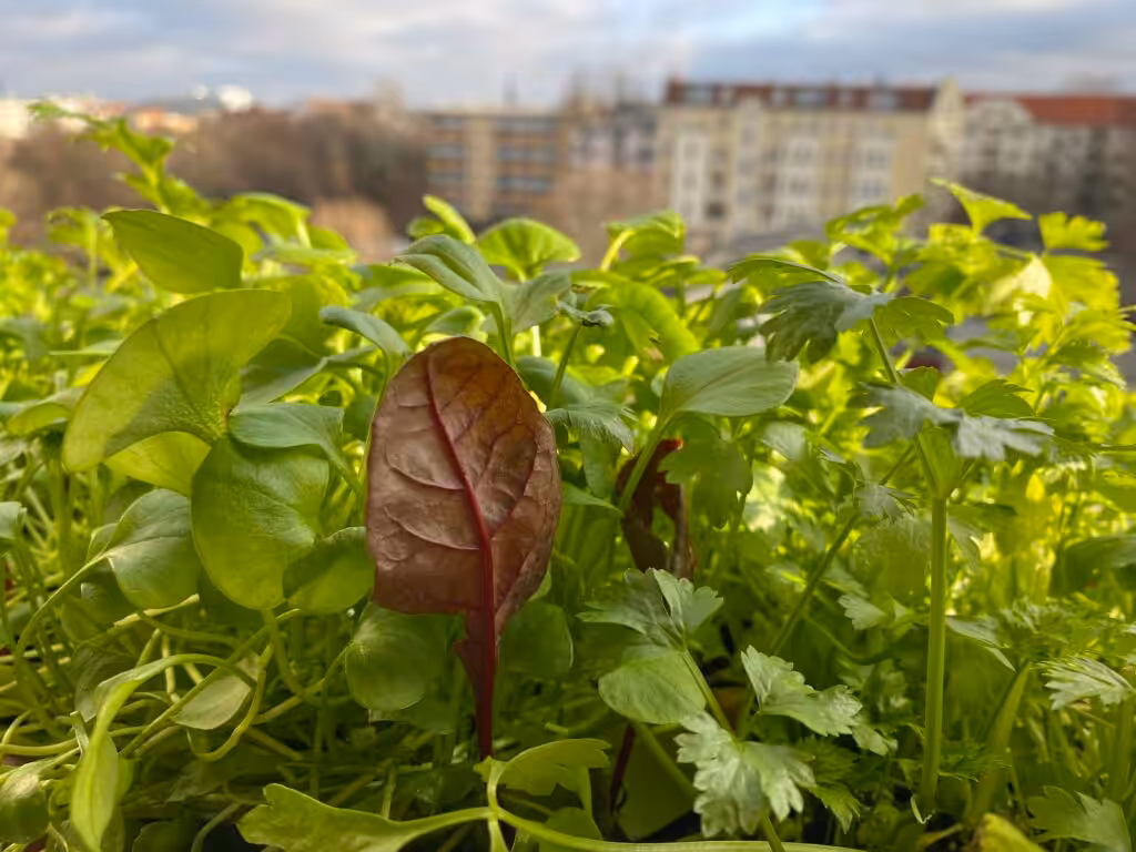 Wintergemüse lässt sich sogar auf Balkon und Fensterbrett anbauen.