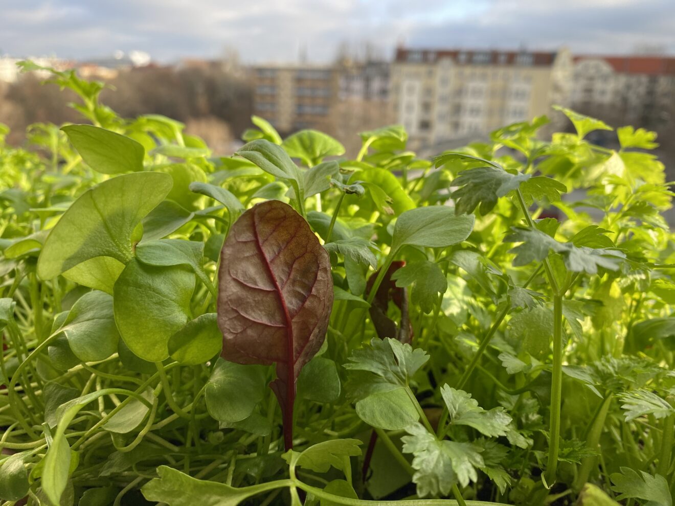 15 Winterlingsamen - Winterharte Blumensamen Für Steingarten & Balkon