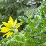Förderung der Artenvielfalt in der Stadt insektenfreundlich gärtnern bienenfreundlich gärtnern biogarten balkon balkongärtnern balkonbepflanzung balkonpflanzen balkongestaltung balkon gestalten urbangardening essbare blüten essbare wildpflanzen Kräuterbalkon Kräuter anbauen Kräuter Balkon Topf topfgärtnern