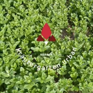 Der Kräutergarten Carolin Urban bietet eine beeindruckende Vielfalt von Pflanzen in Demeter-Qualität an.