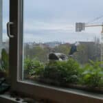 Dieser Erpel testete 3x, ob die weibliche Ente auf unserem Balkon brüten wird.