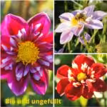 Ungefüllt blühende Dahlien mit offenem Herzen