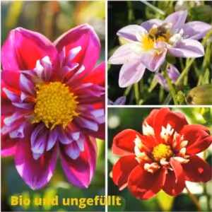 Ungefüllt blühende Dahlien mit offenem Herzen