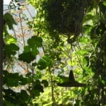 90 P1340498 Dschungel Wilde Malve Zimbelkraut Säulenapfel Brennnessel Tomate Physalis Goji