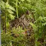 Ente Lilli hat sich auf unserem Balkon so ein schönes Versteck für ihr Nest gesucht.