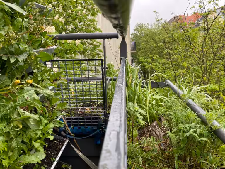 Die Stockente suchte sich so einen schönen Ort zum Nisten auf unserem Balkon aus.