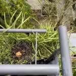 Hier ist das verlassene Nest der Ringeltaube zu sehen.