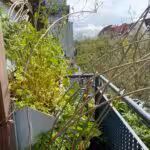 Ich kann kaum Einsicht nehmen, weil beide Niststellen auf der Ecke des schmalen Balkons sind.