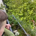 Mein Sohn ist sehr interessiert am Nest der Stockenten-Mama Lillie.