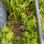 Hier ist gut die Auspolsterung des Stockenten-Nestes auf unserem Balkon mit Enten-Federn zu erkennen.