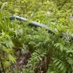 Das Stockenten-Nest lag sehr versteckt neben China-Lauch und Flockenblume.