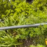 Deutlich sind die Knospen der Flockenblume zu sehen.