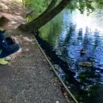 Dieses Stockenten-Pärchen war sehr zutraulich.