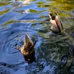 Wir genossen beim Beobachten sehr, dieses synchrone Gründeln der Stockenten.