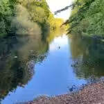 5 männliche Stockenten sammelten sich an einem Ende vom Fennsee.