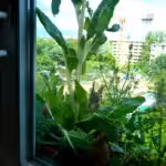 Die Eichhörnchen entdeckten den Mangold im Balkonkasten auf dem Fensterbrett.. Hier futtern gerade zwei.