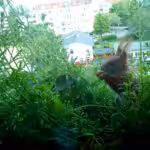 Hier sitzt ein Eichhörnchen im Kletten-Labkraut und futtert eine Blüte der Erdbeerpflanze, die gnadenlos überwuchert wurde.