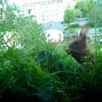Hier sitzt ein Eichhörnchen im Kletten-Labkraut und futtert eine Blüte der Erdbeerpflanze, die gnadenlos überwuchert wurde.