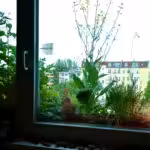 Auf diesem Balkonkasten in meinem Zimmer - in der frei gebissenen Lücke rechts vom Asia-Salat "Red Giant" - schliefen eine Zeitlang zwei der jungen Eichhörnchen.