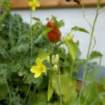 Hier erfolgt der Anbau von Paprika und Chili auf dem Balkon im Vertikalbeet.