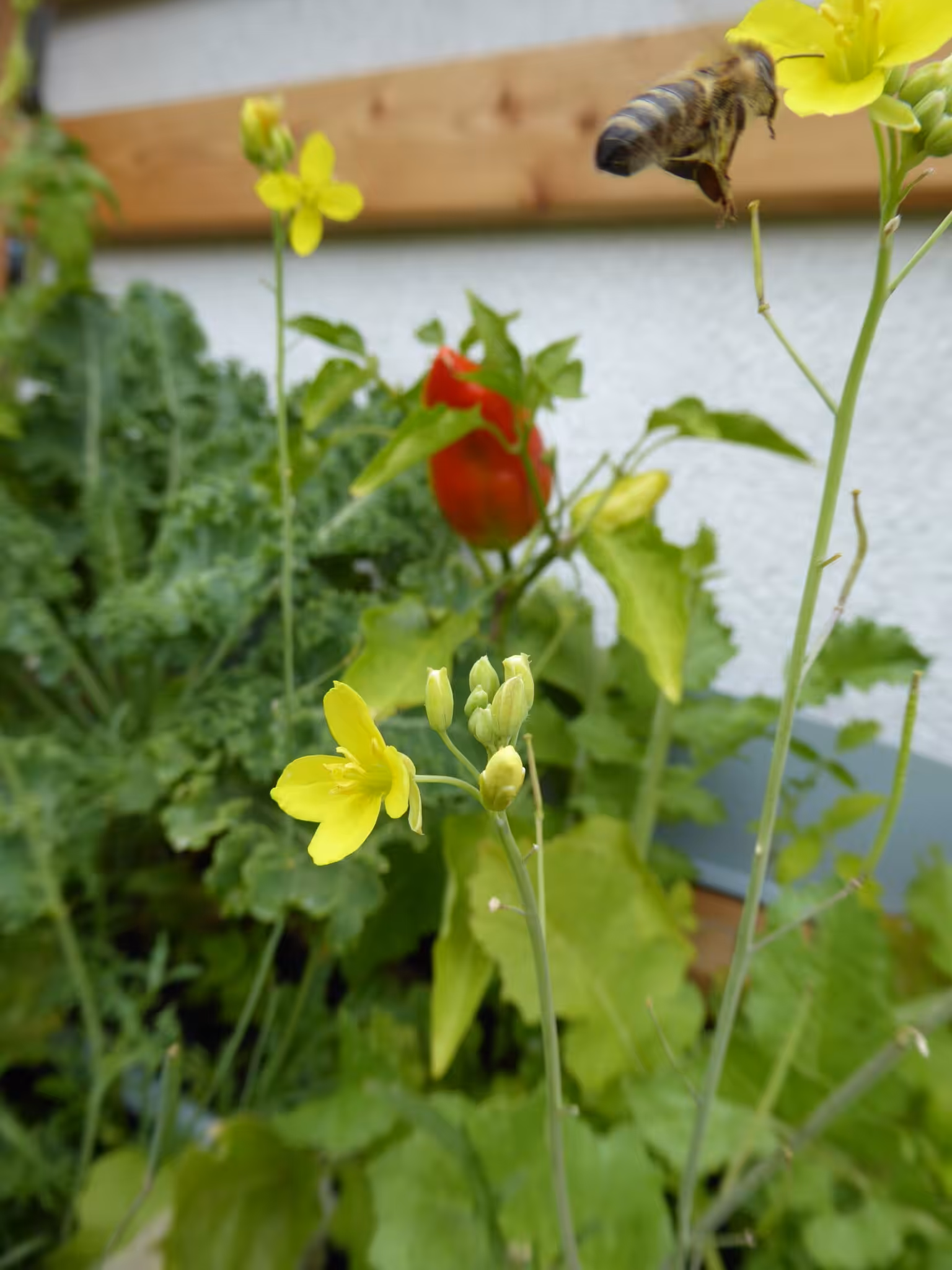 Here, peppers and chilies are grown on the balcony in vertical beds.