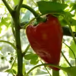 Diese wunderschöne Paprika-Sorte "Roter Augsburger" bietet sich an für den Balkon.
