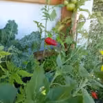 Hier erfolgt der Anbau von Paprika und Chili auf dem Balkon im Vertikalbeet.