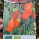 Für den Anbau von Goji-Beeren auf dem Balkon wird die Sorte Turdidus empfohlen.